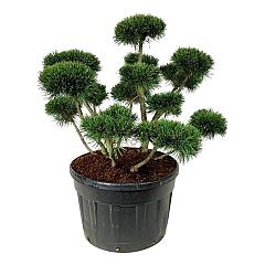 Pinus mugo 'Gnom'