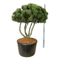 Pinus mugo 'Gnom'