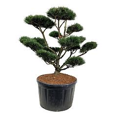 Pinus mugo 'Gnom'