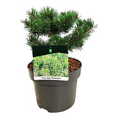 Pinus mugo 'Klostergrün'