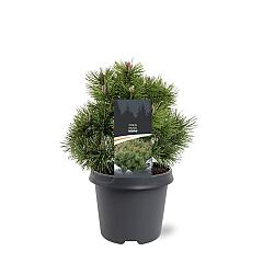 Pinus mugo 'Mops'
