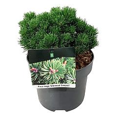Pinus mugo 'Sherwood Compact'