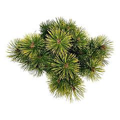 Pinus mugo 'Winter Gold'