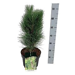 Pinus nigra 'Green Tower'