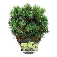 Pinus nigra 'Nana'