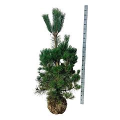 Pinus nigra nigra