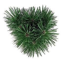 Pinus nigra 'Pyramidalis'