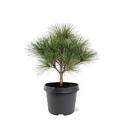 Pinus strobus 'Radiata'