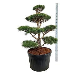 Pinus sylvestris