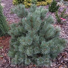 Pinus sylvestris 'Chantry Blue'