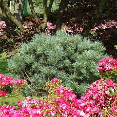 Pinus sylvestris 'Watereri'
