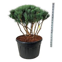 Pinus sylvestris 'Watereri'