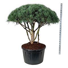 Pinus sylvestris 'Watereri'