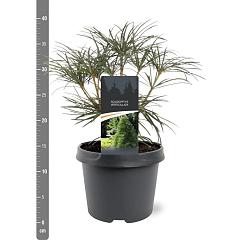 Sciadopitys verticillata