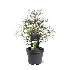 Sciadopitys verticillata