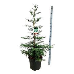 Sequoia sempervirens 'Steel Blue'