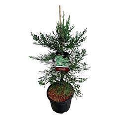 Sequoiadendron g. 'Healty Mammoth One"