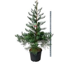 Sequoiadendron g. 'Healty Mammoth One"