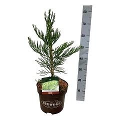 Sequoiadendron g. 'Healty Mammoth Two'