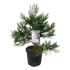 Sequoiadendron g. 'Healty Mammoth Two'