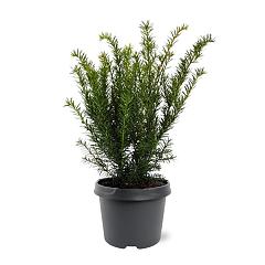 Taxus media 'Farmen'