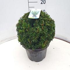 Taxus media 'Farmen'