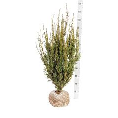 Taxus media 'Hicksii'