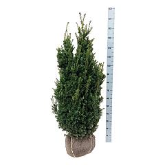 Taxus media 'Hillii'