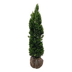 Taxus media 'Viridis'
