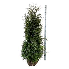 Thuja occ. 'Brabant'