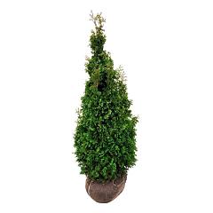 Thuja occ. 'Degroot's Spire'