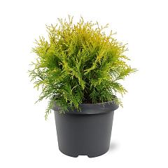 Thuja occ. 'Golden Globe'