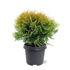 Thuja occ. 'Golden Globe'