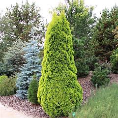 Thuja occ. 'Golden Smaragd'