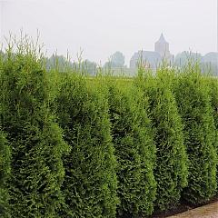 Thuja occ. 'Huricane' (R)