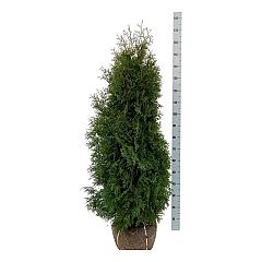Thuja occ. 'Pyramidalis Compacta'