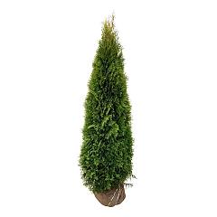 Thuja occ. 'Smaragd'