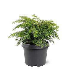 Tsuga can. 'Jeddeloh'