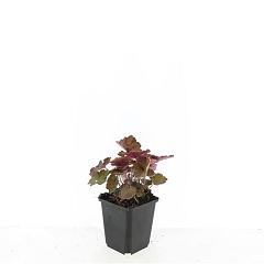 Heuchera mic. 'Palace Purple'