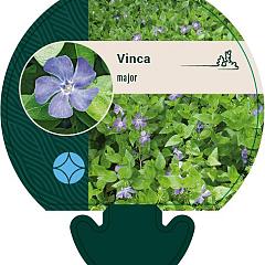 Vinca major