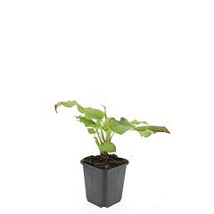 Persicaria amplexicaulis