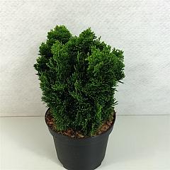 Chamaecyparis o. 'Nana Gracilis'