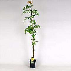 Campsis rad. 'Flava'