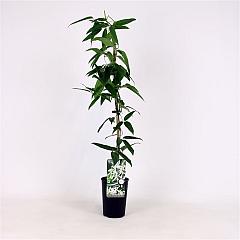 Clematis arm. 'Snowdrift'