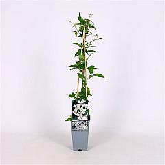 Clematis mont. 'Alba'