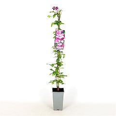 Clematis 'Ville de Lyon'