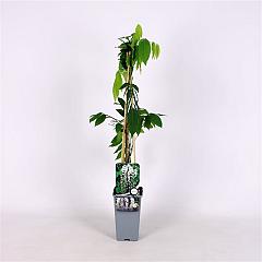 Wisteria flor. 'Shiro-noda'