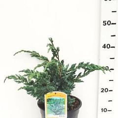 Juniperus squamata 'Meyeri'