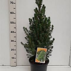 Picea glauca 'Conica'
