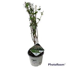 Buddleja d. 'Miss Ruby'